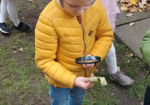 Chłopiec za pomocą lupy ogląda strukturę liścia